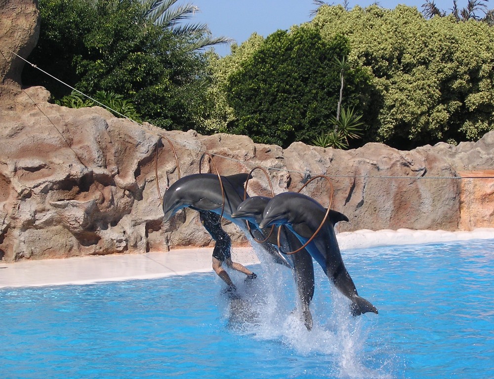 Delfini - dolphin